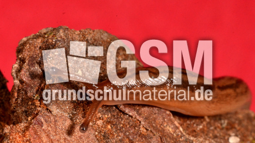 Tigerschnegel (5).jpg